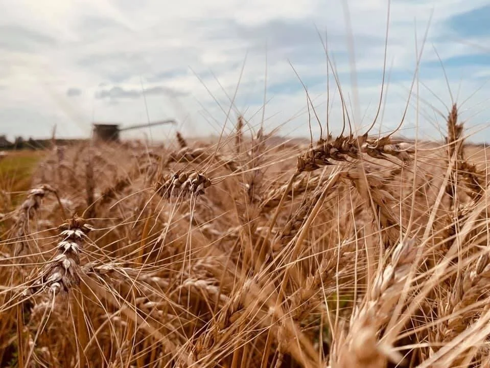Wheat+Picture.jpg