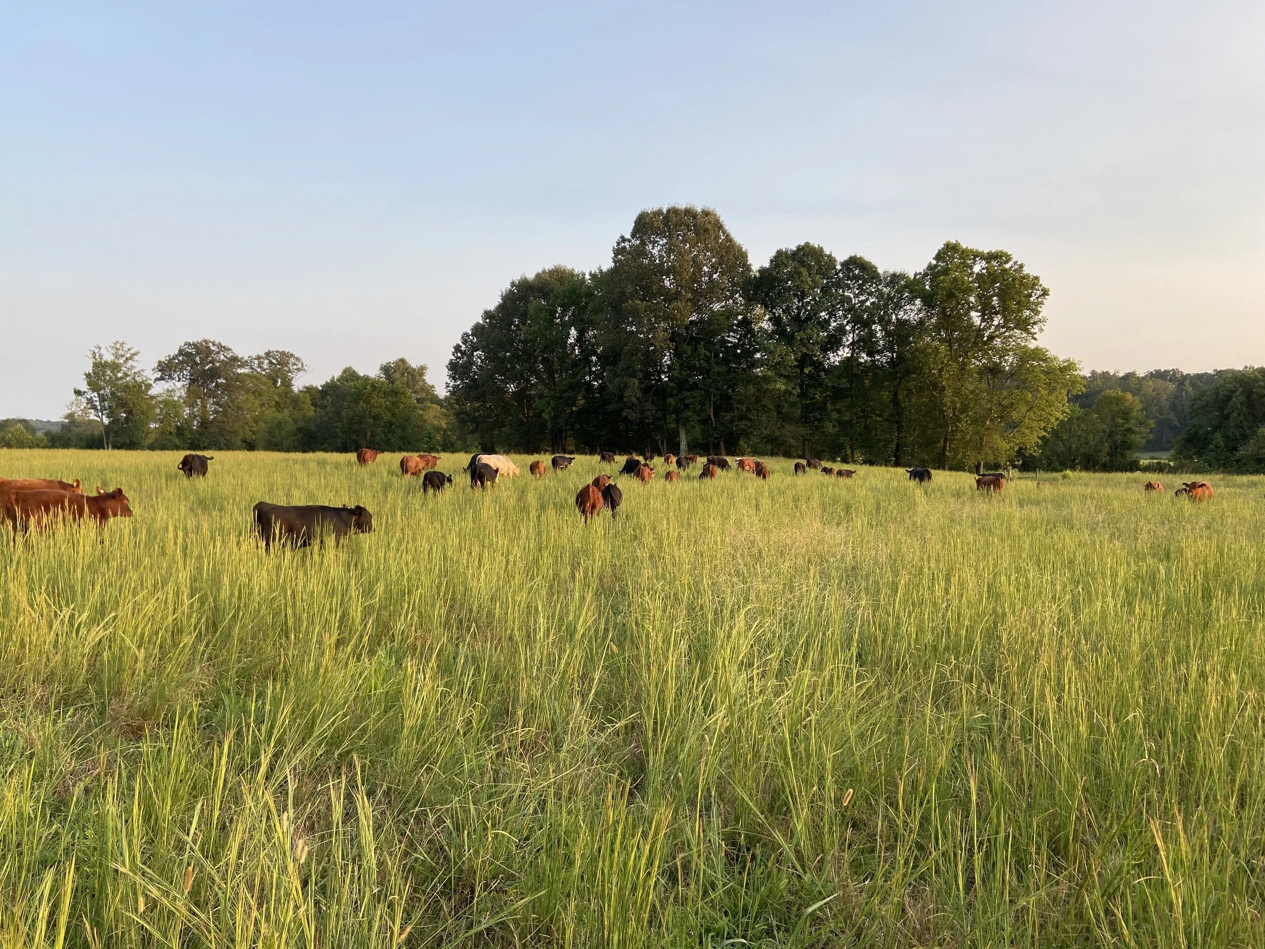 Cub Creek Pastures