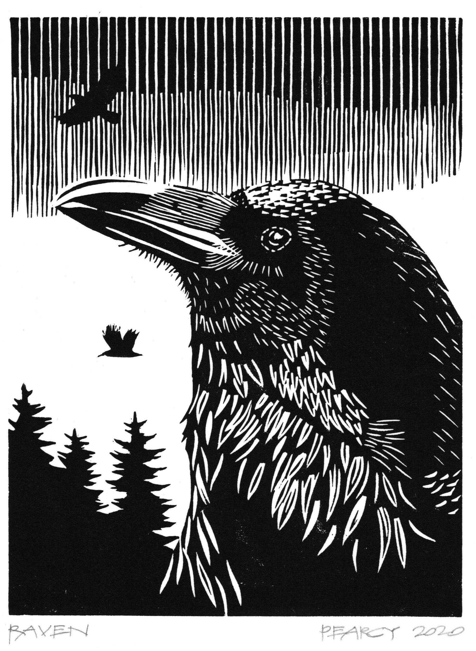 raven