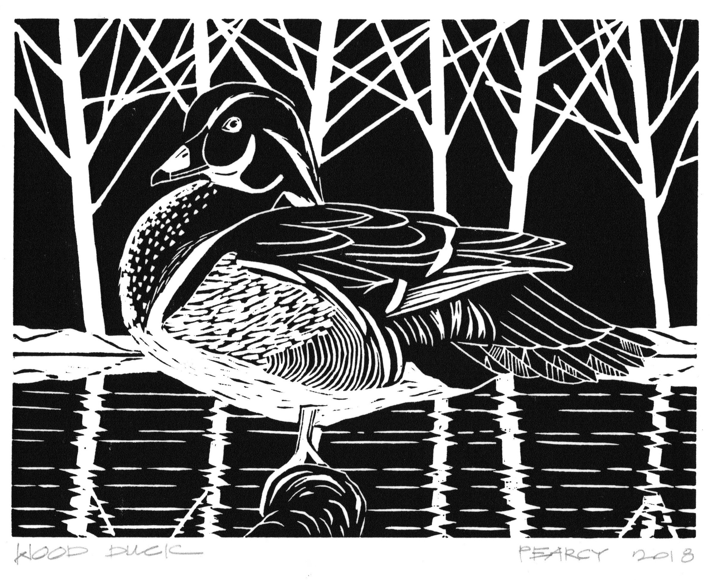 wood duck