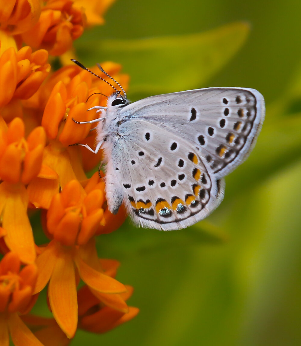 Karner Blue Butterfly: Endangered