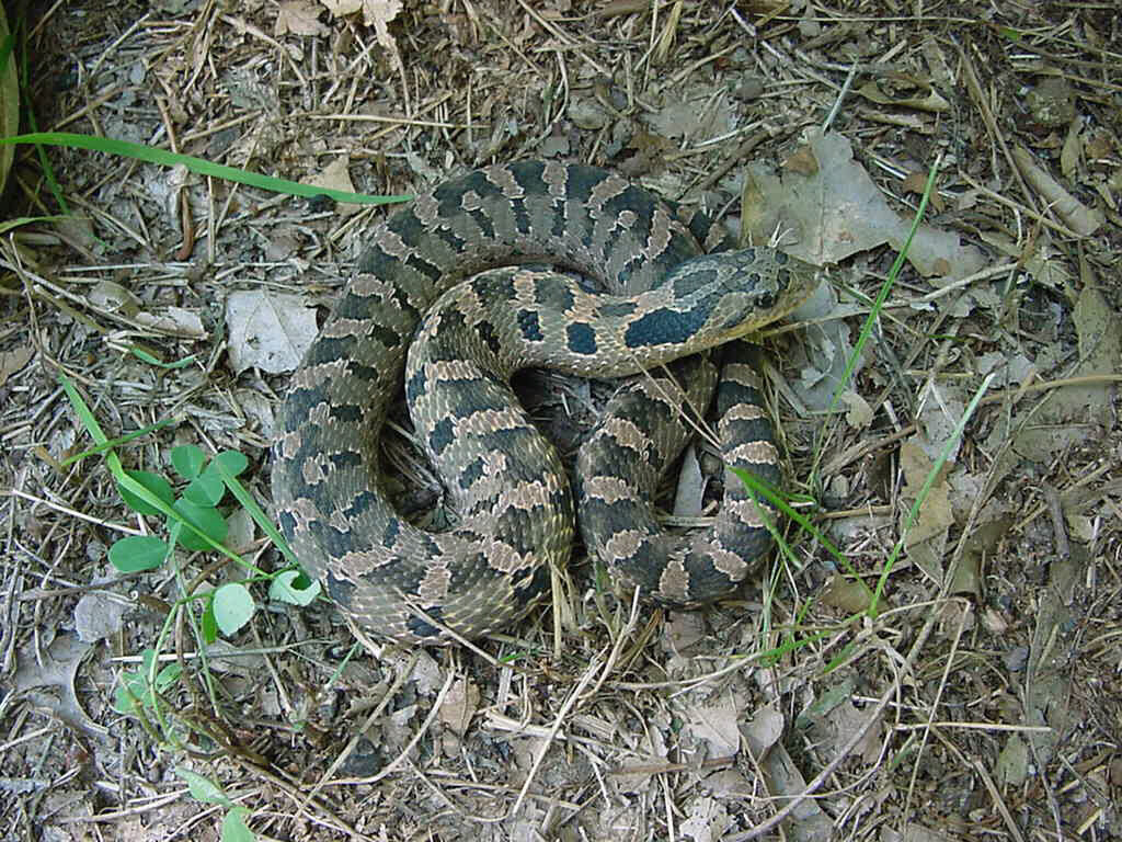 Eastern Hog-nosed Snake - Cape Cod National Seashore (U.S.