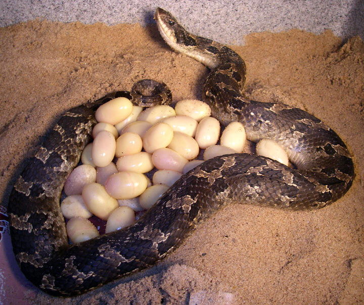 Eastern Hognose Snake, Eastern Hognose Snake playing dead. …