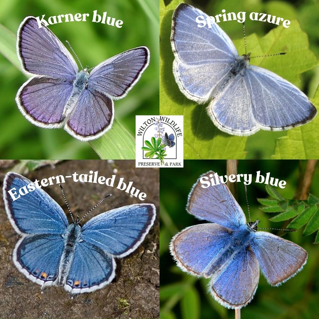 Karner blue season is almost here, but not quite yet! If you see a blue butterfly, it might be one of the butterflies listed below🦋

SPRING AZURES (Celastrina ledon, Celastrina lucia) are different from Karners because they don't have any orange on 