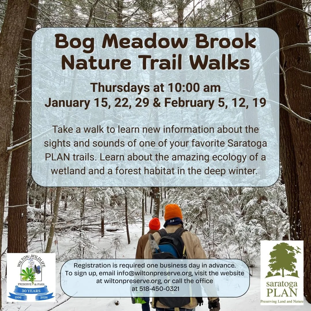 Bog Meadow Brook Nature Trail Walk