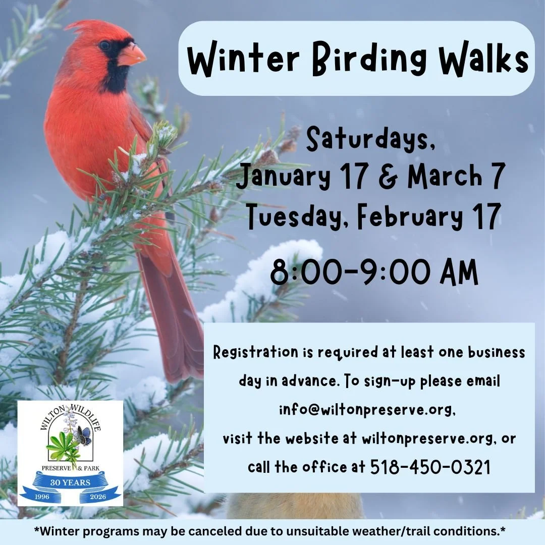 Winter Birding Walk