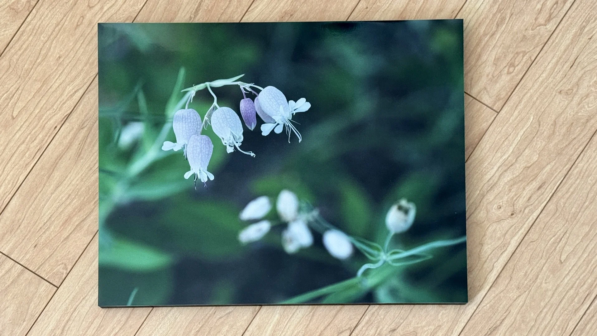Howard Lester Photograph Bladder Campion.jpg