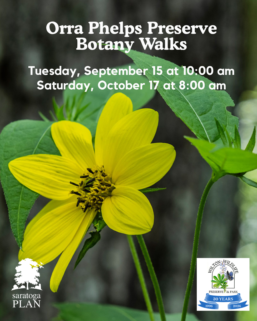 _2026 Orra Phelps Fall Botany Walks Flyer.png