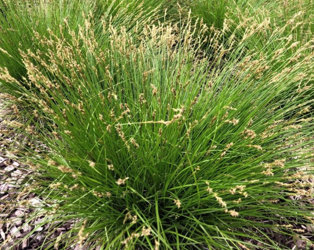 Brome Sedge