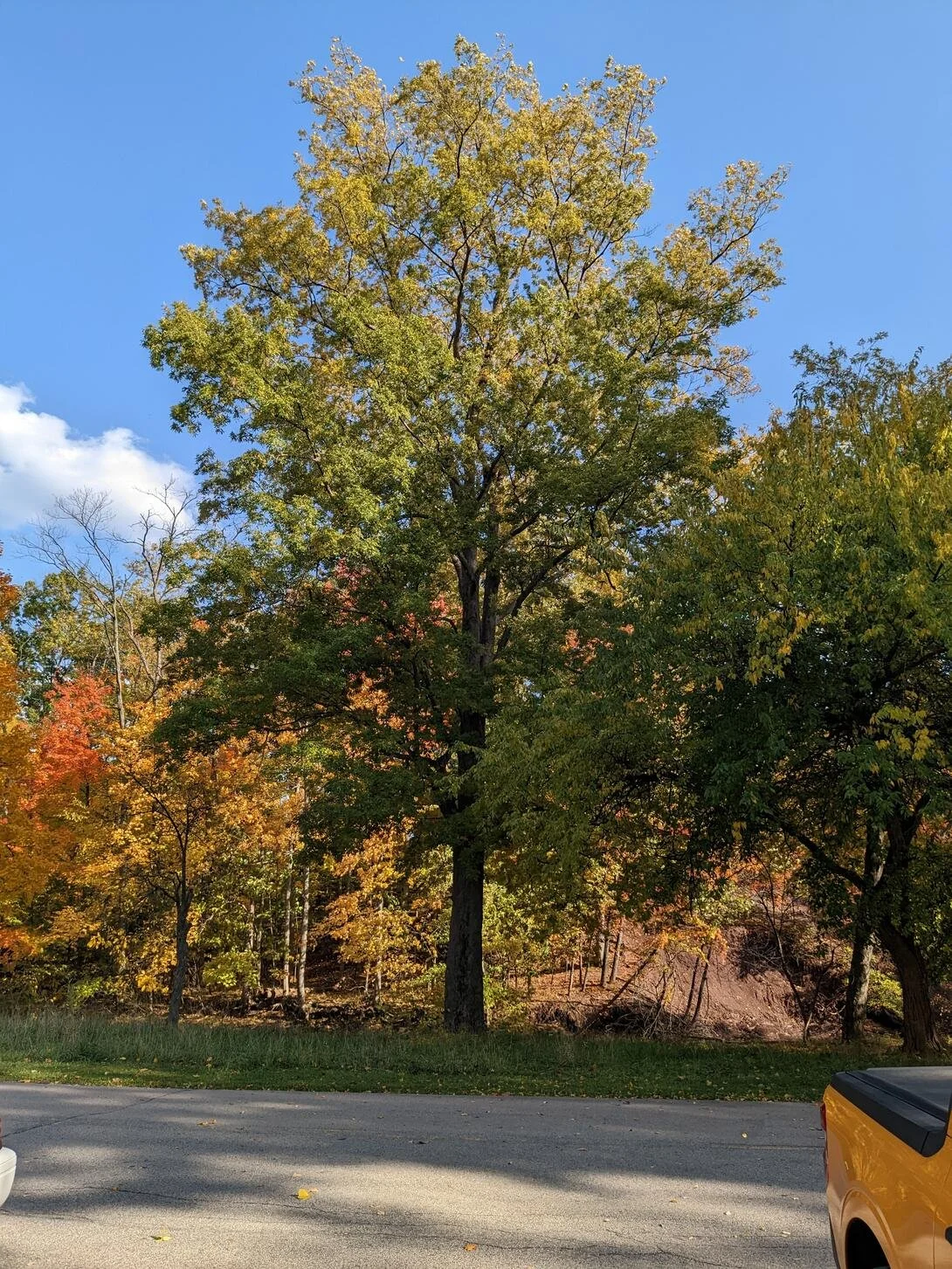 Carya tomentosa_form.jpg