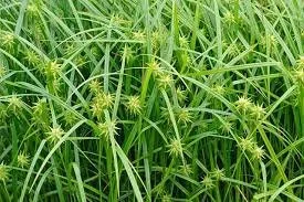 Bur Sedge