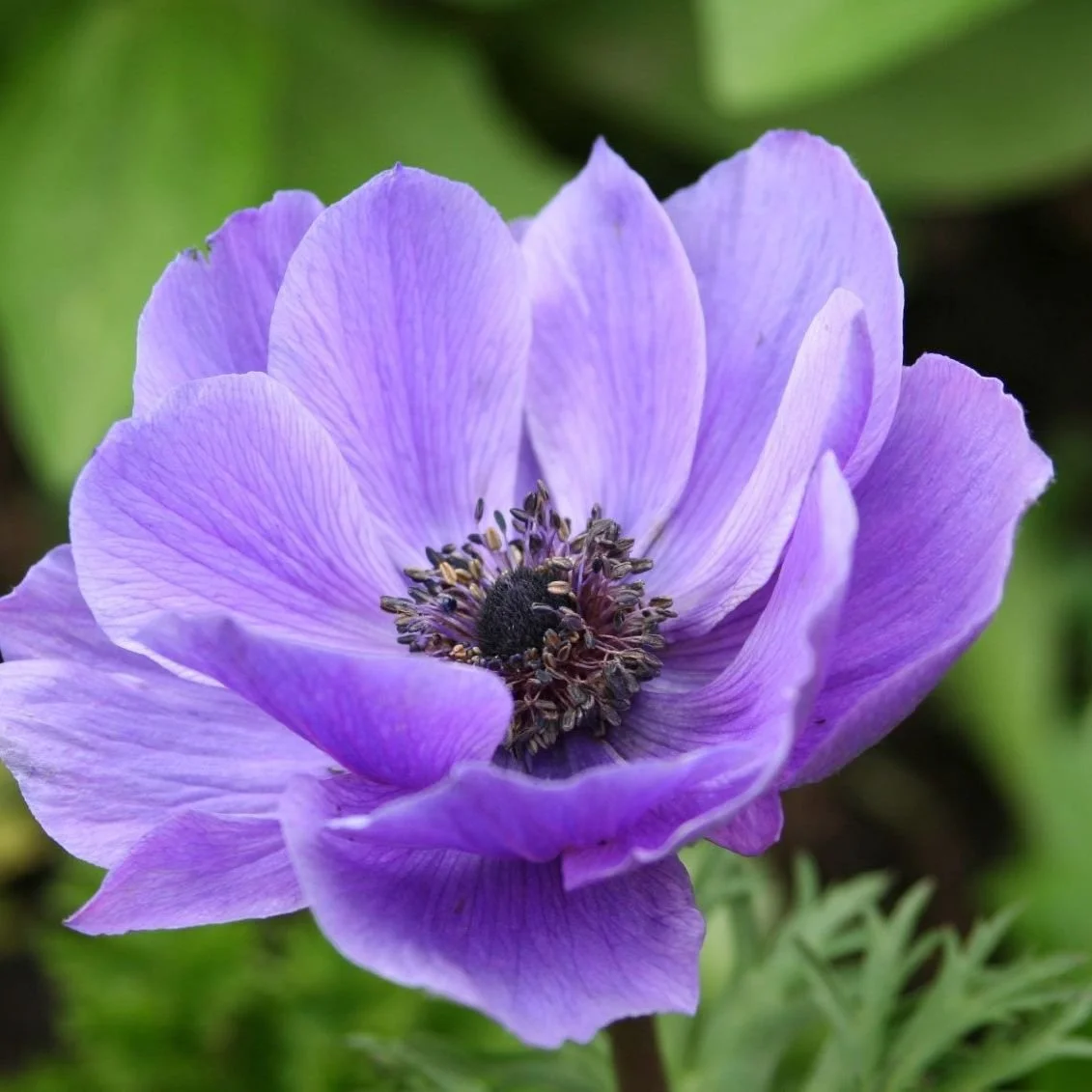 Anemone