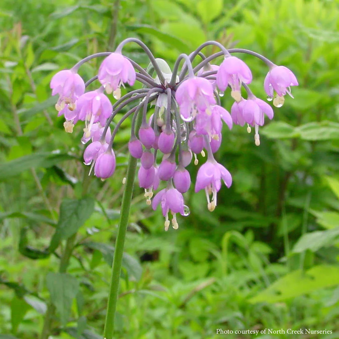 Nodding Onion