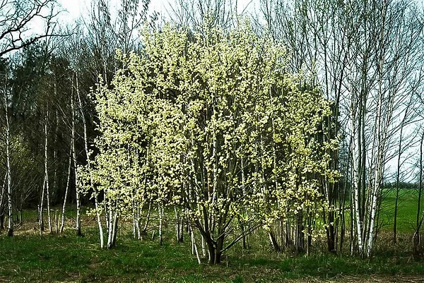 Pussy Willow