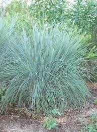 Little Bluestem
