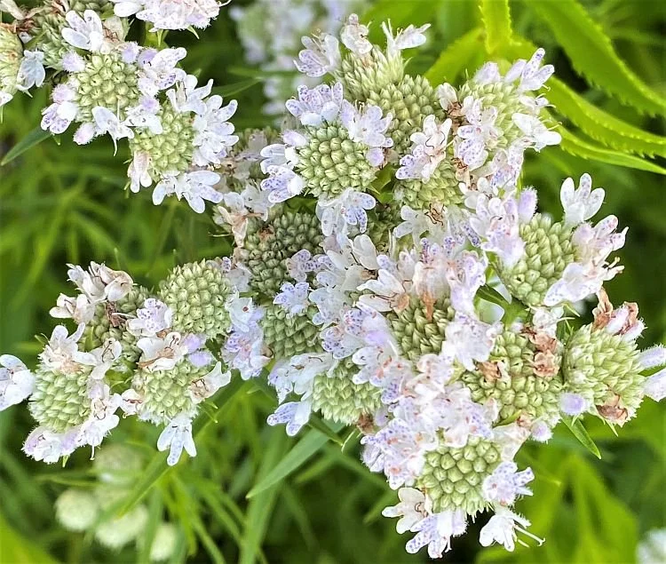Narrow-leaf Mountain Mint