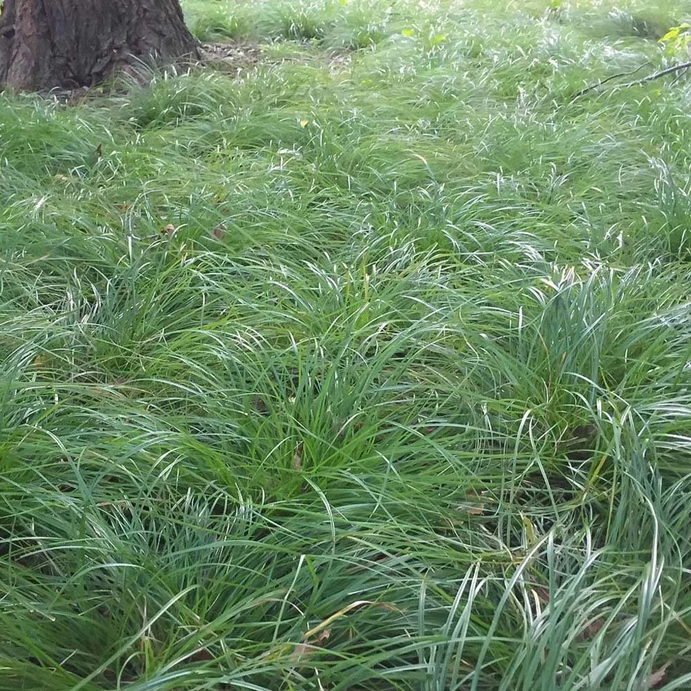 Oak Sedge