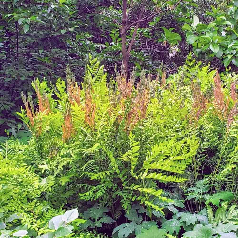 Royal Fern
