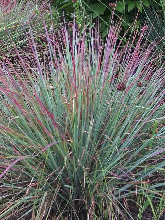 Standing Ovation Bluestem