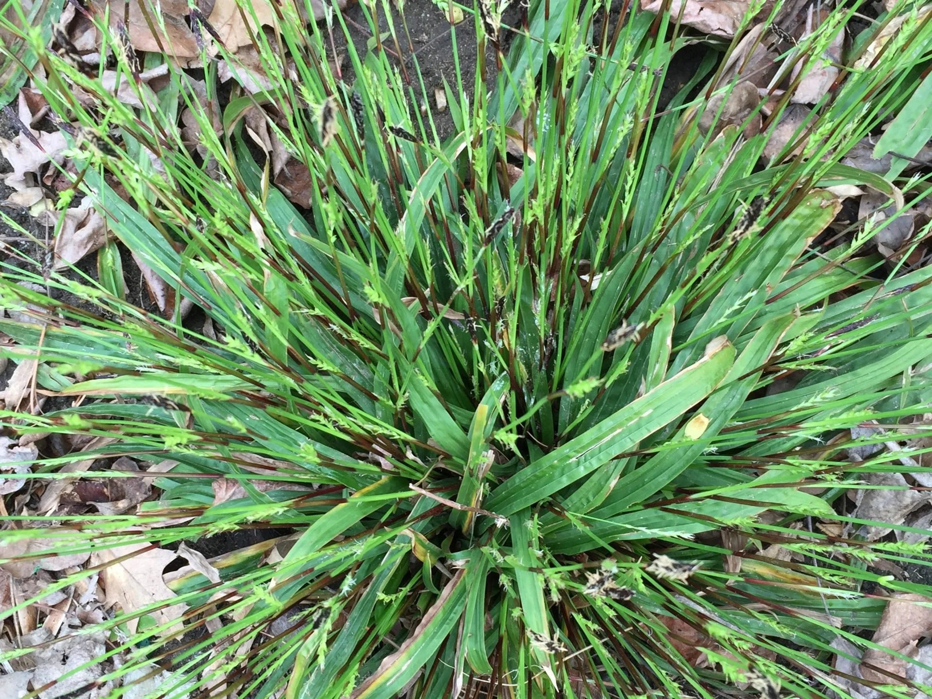 Seersucker Sedge