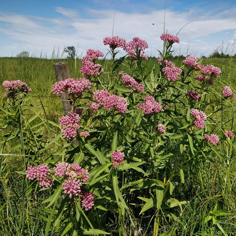 Pink Swamp Milkweed