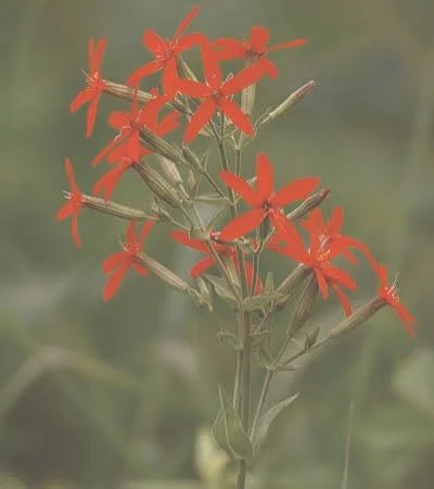 Royal Catchfly