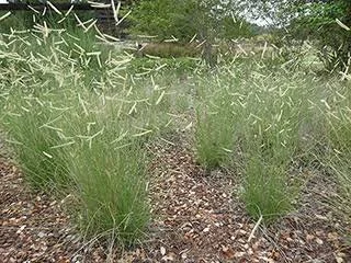 Blue Grama Grass