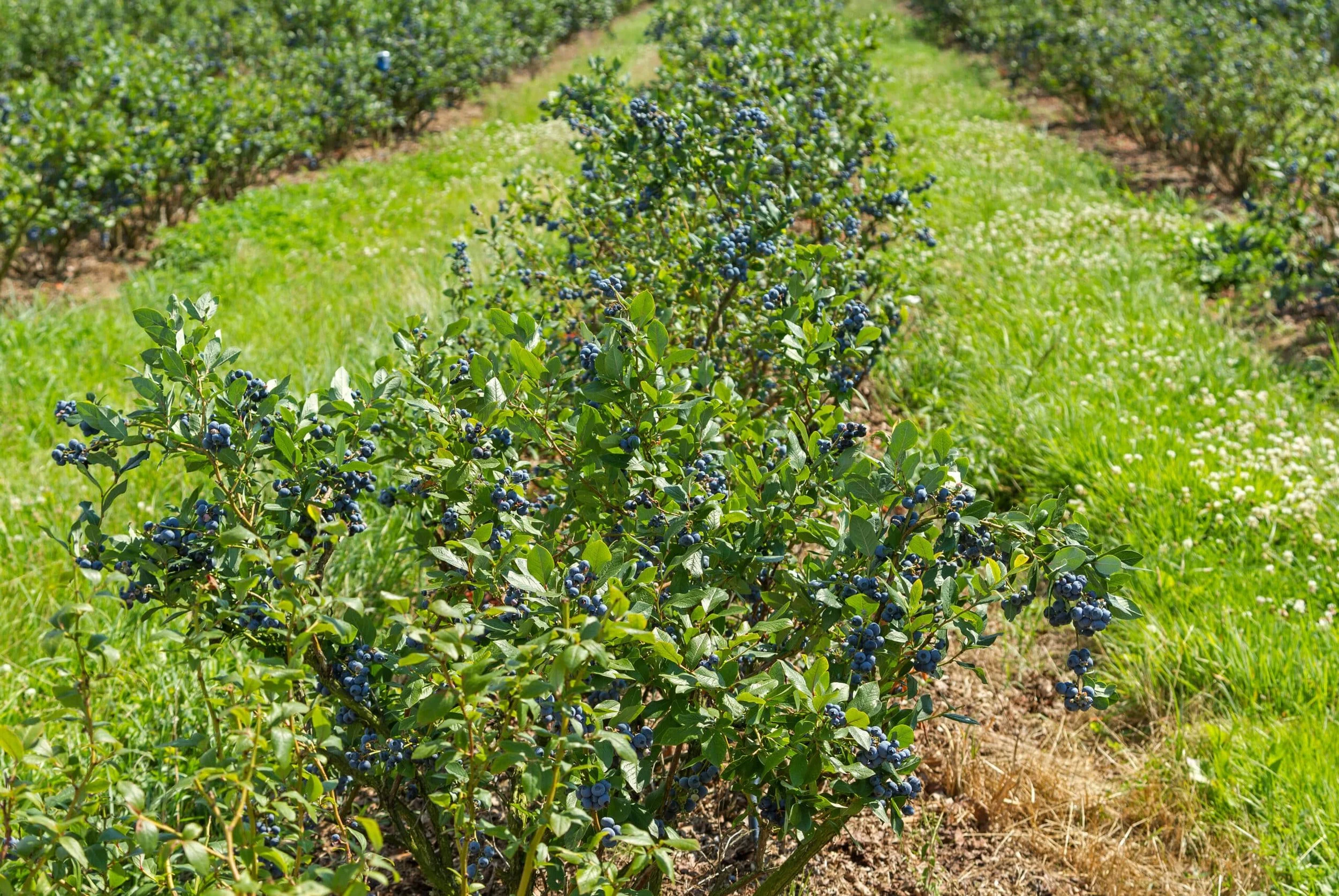 blueberry-bush-farm-scaled (1).jpeg