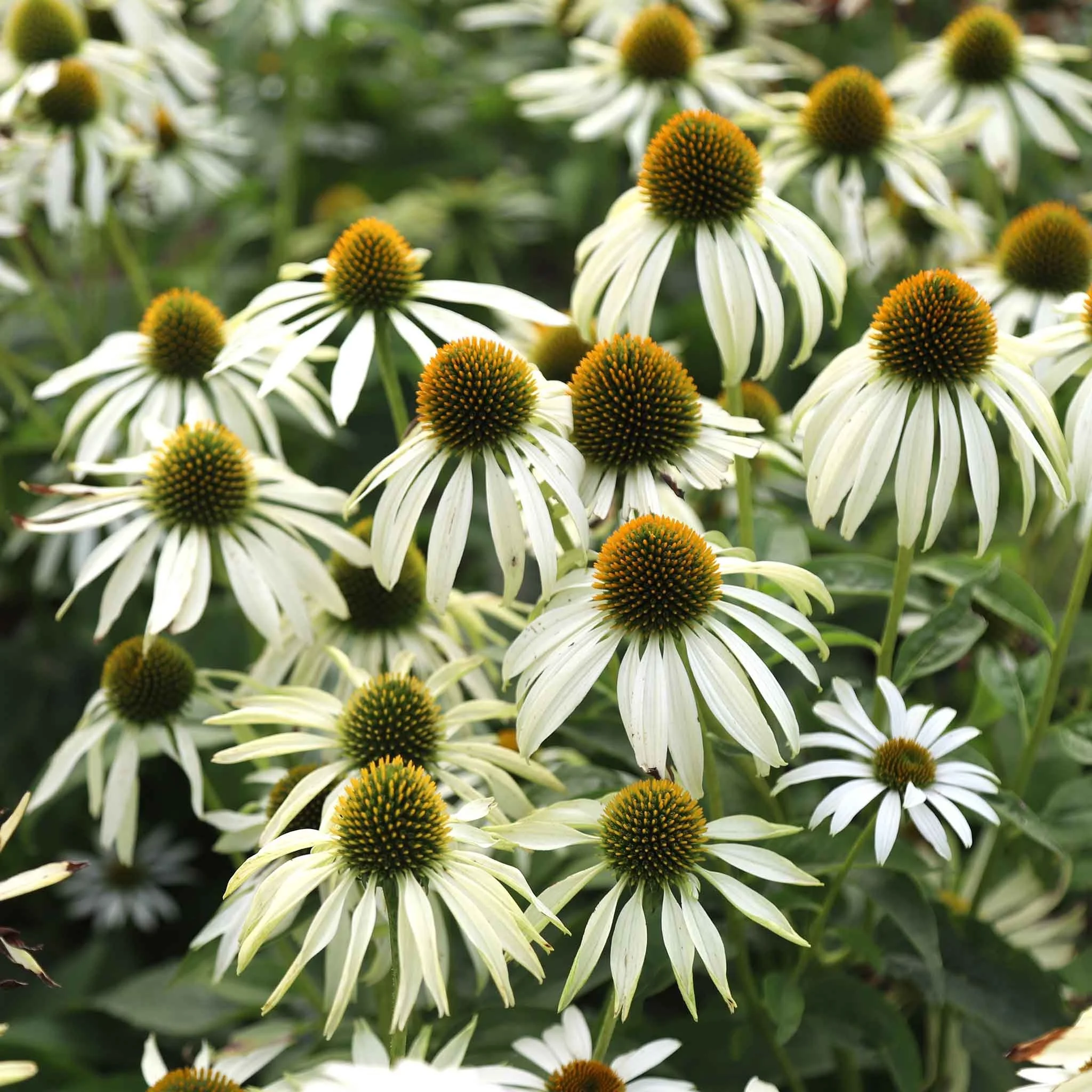 White Swan Coneflower