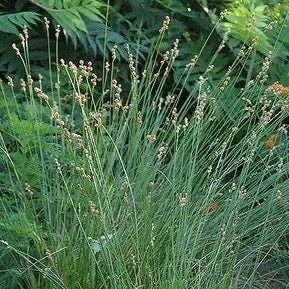 Plains Oval Sedge