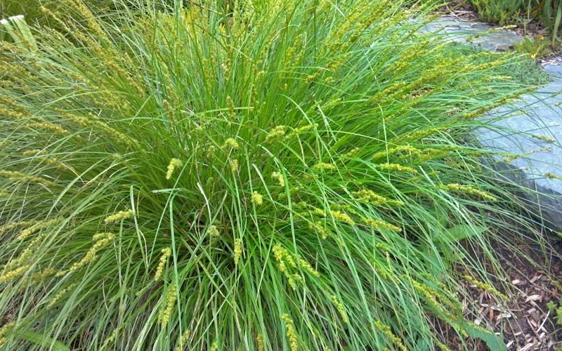 Fox Sedge