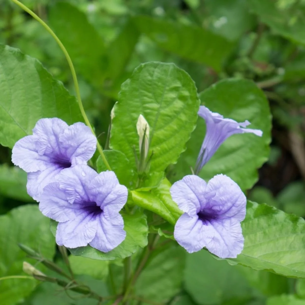 Wild Petunia