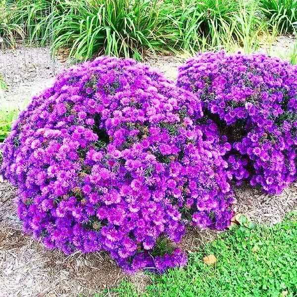Purple Dome Aster