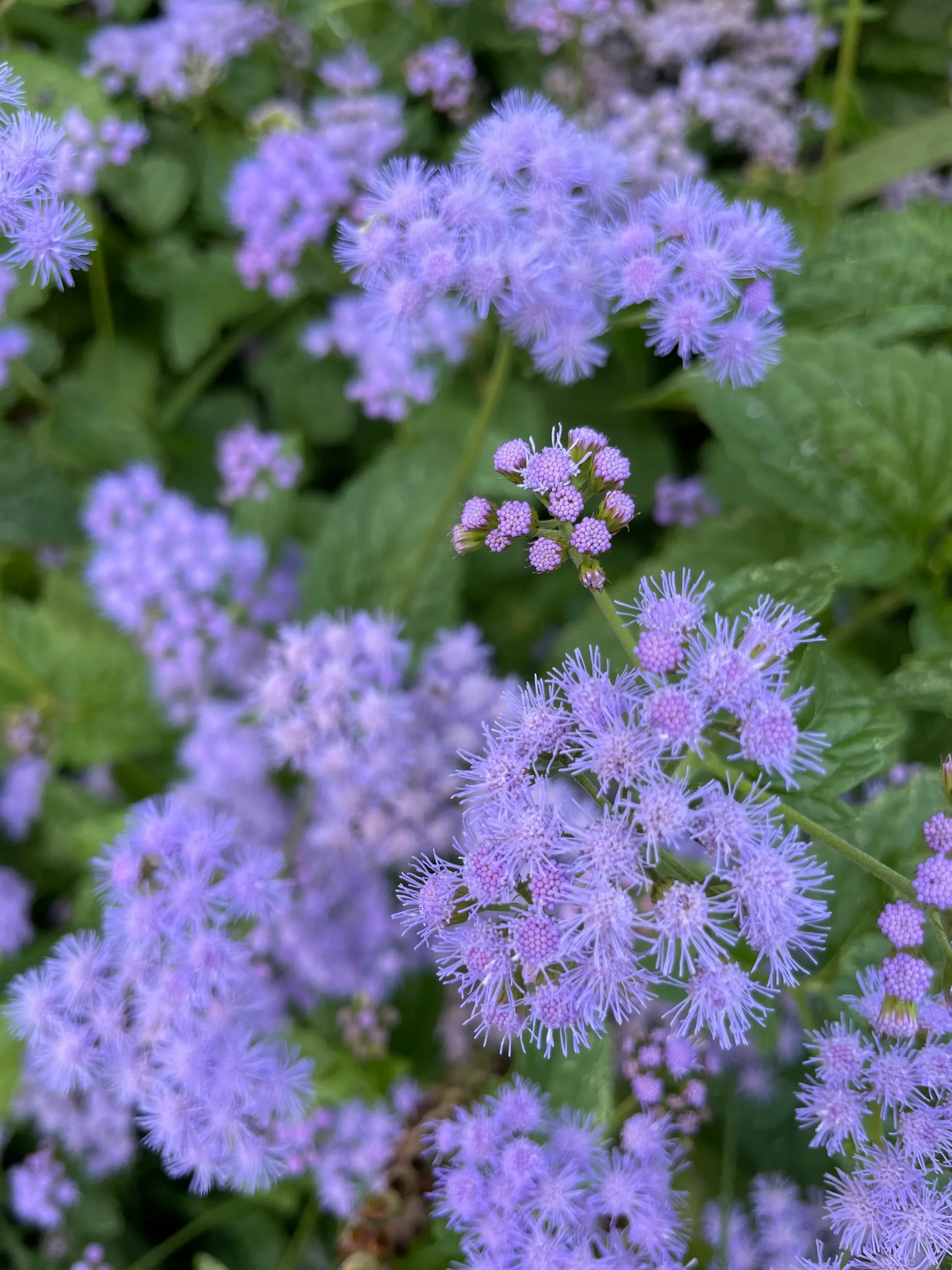 Mist Flower