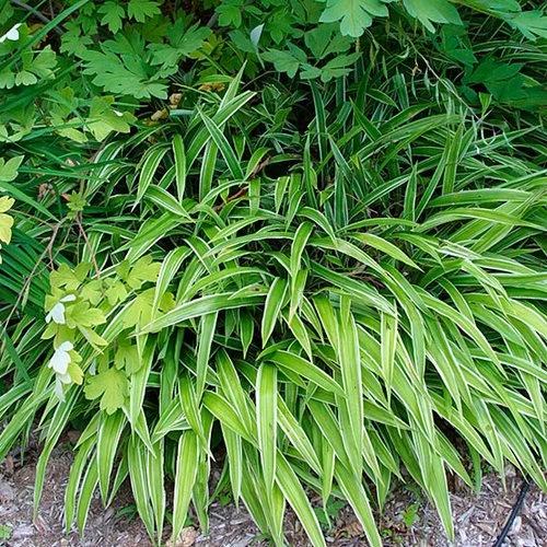 Broadleaf Sedge