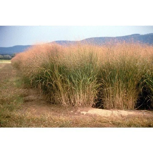 Switchgrass