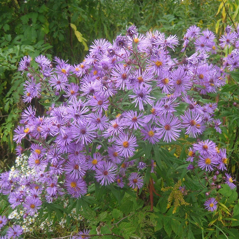 New England Aster