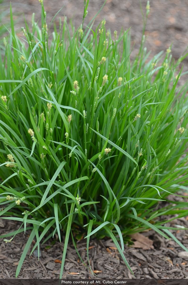 Woodland Sedge