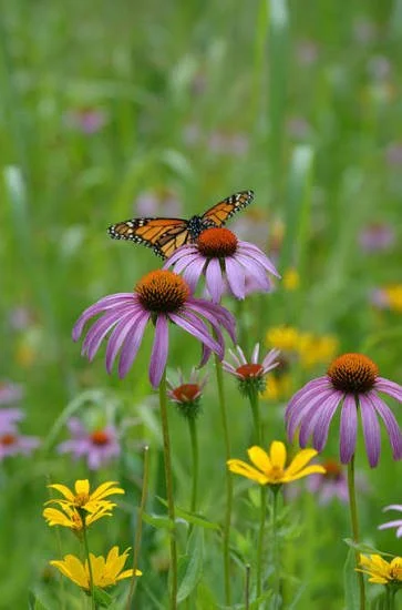 Purple Coneflower