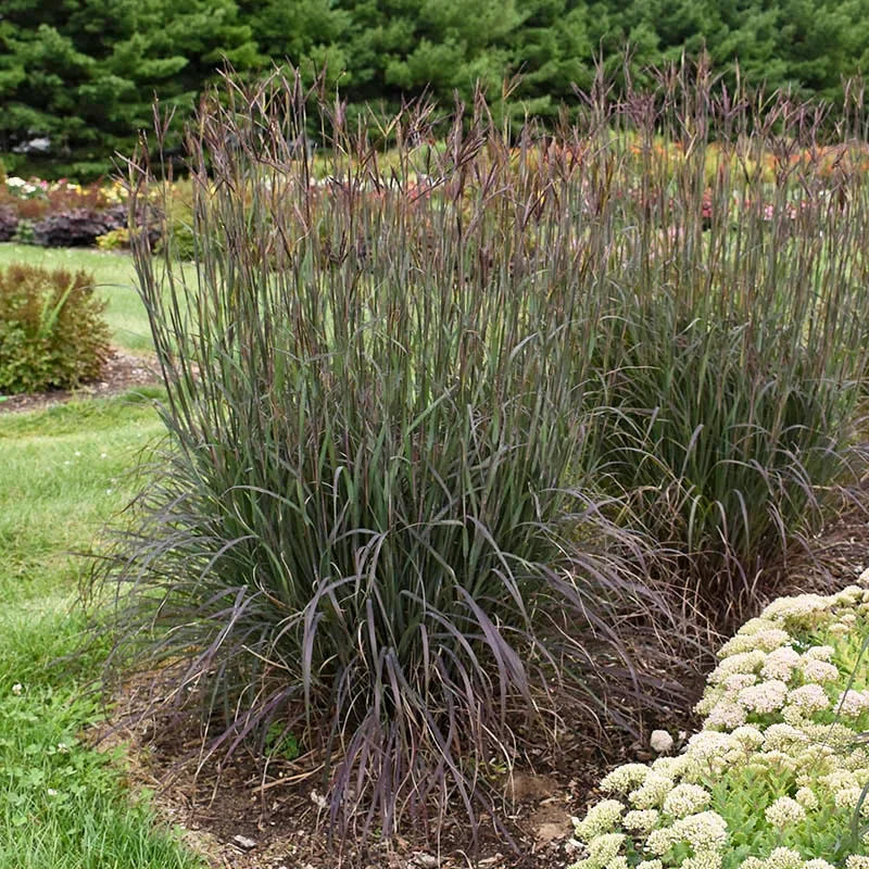 Blackhawks' Big Bluestem