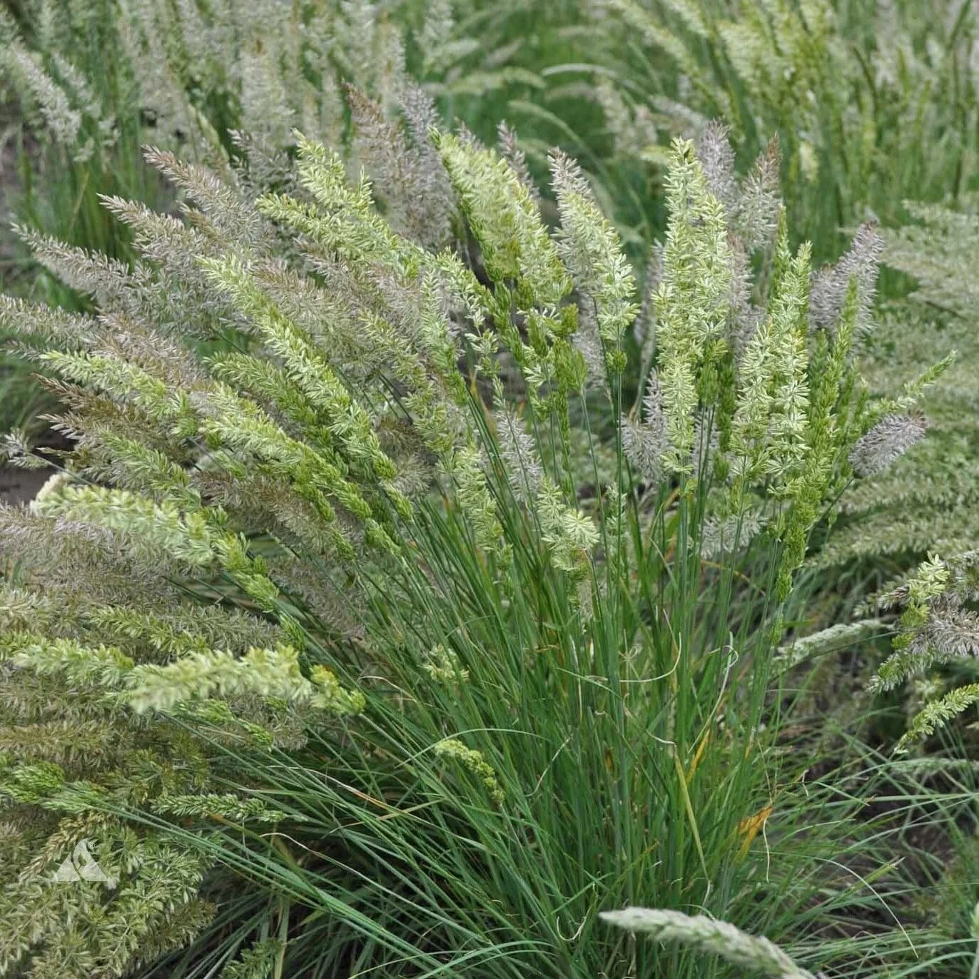 Prairie June Grass