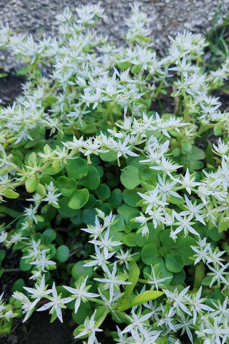 Wild Stonecrop