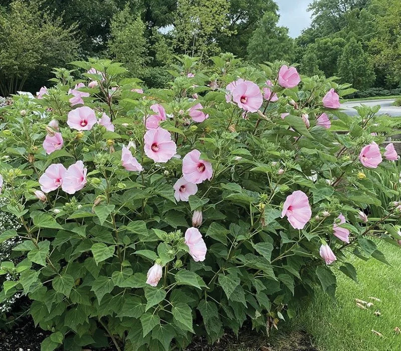 Common Rose Mallow