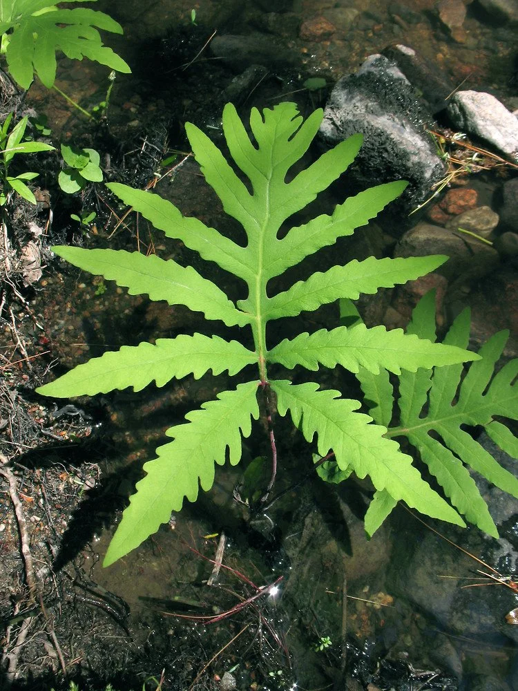 Sensitive Fern