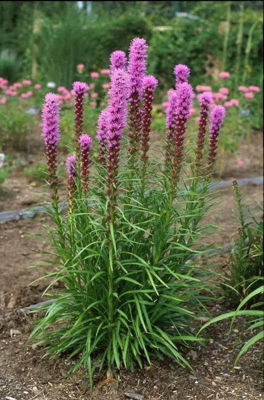 Dense Blazing Star