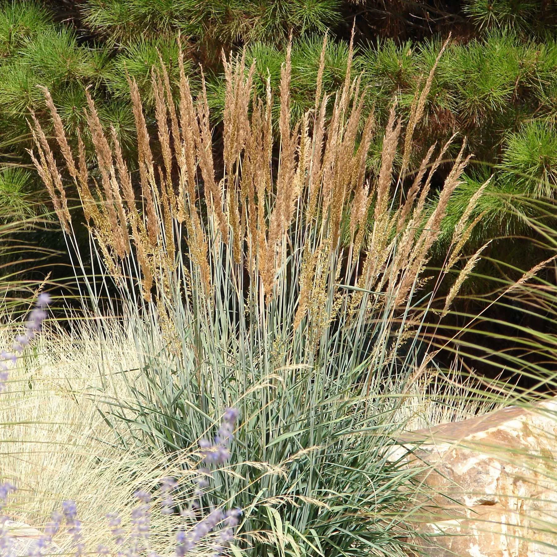 Indian Grass