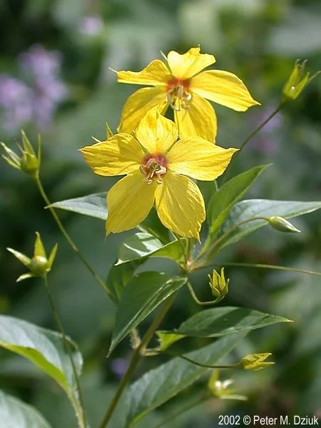 Fringed Loosestrife