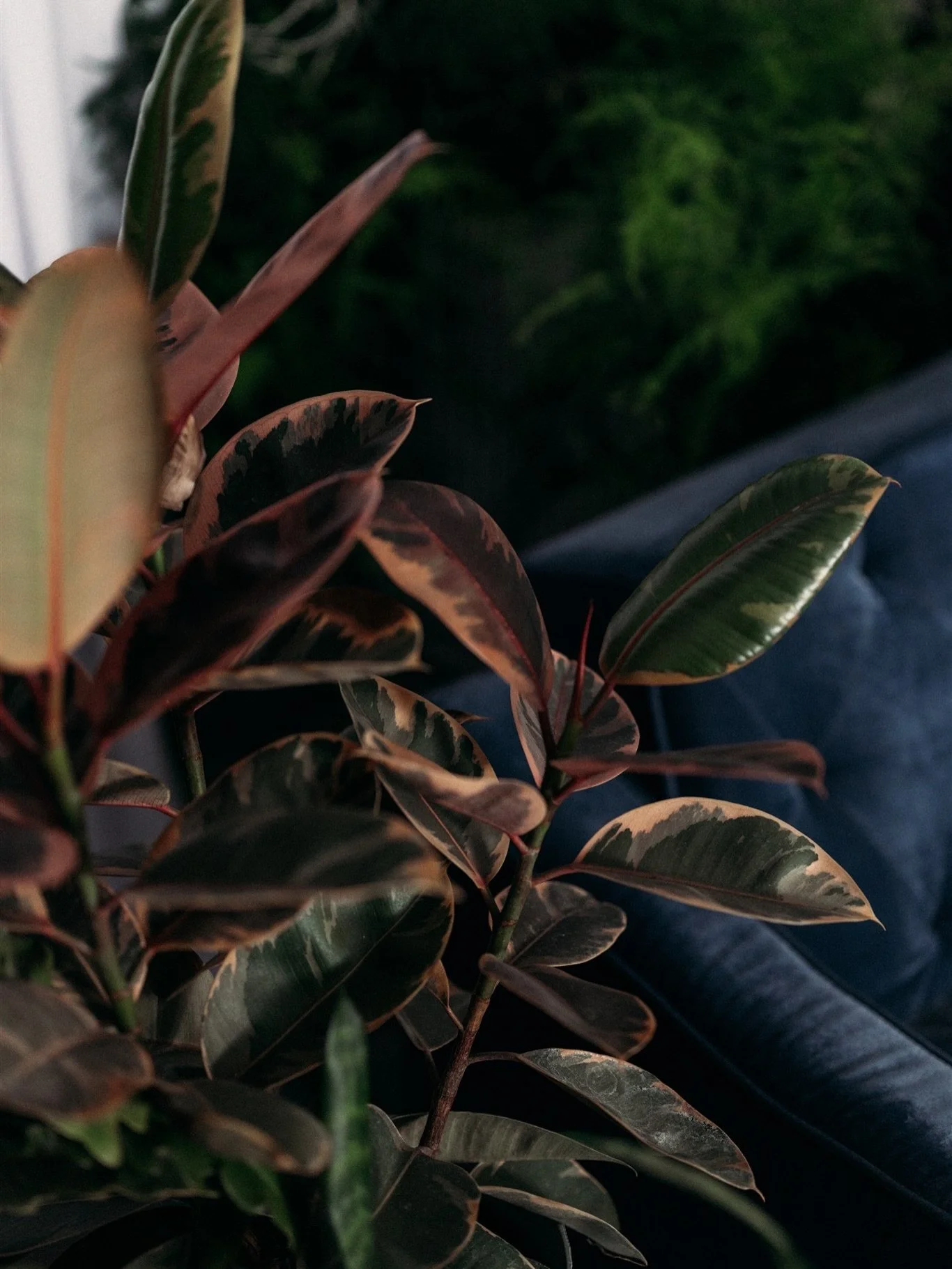 I want to take a moment to shout out a few of my favorite local greenhouse that help this set come together. They&rsquo;re all so kind and lovely you have to take some time to stop in and plant shop. 

The Spanish moss is from @plantbabiesamarillo 

