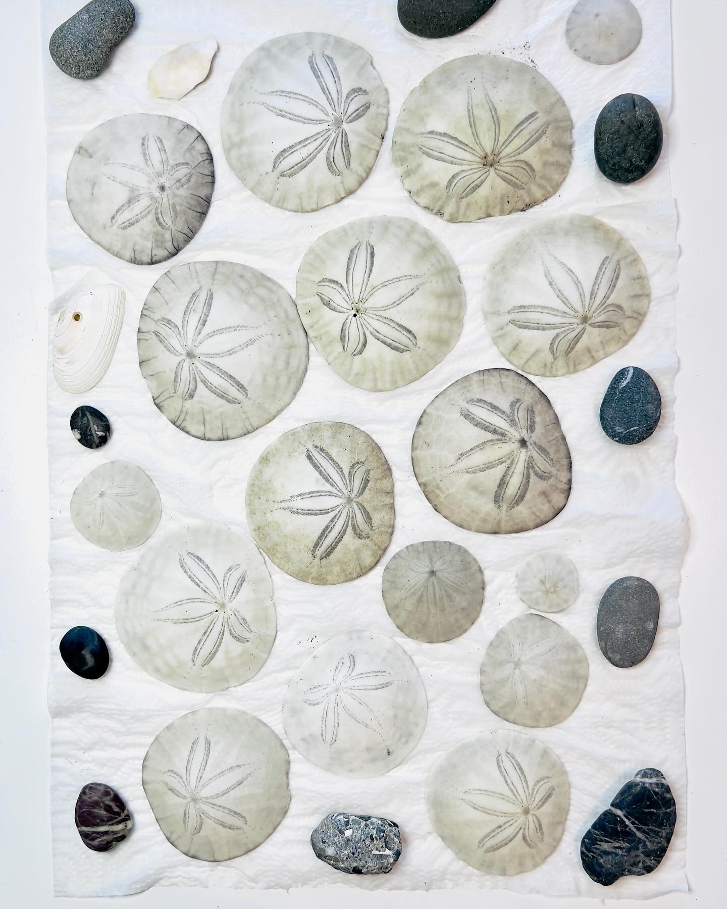 The sand was covered with chunks of sand dollars, a huge number of whole sand dollars, and a few interesting rocks on last week&rsquo;s beach walk in San Francisco. I wasn&rsquo;t going to collect any but my pockets soon became full. I did pranayama 