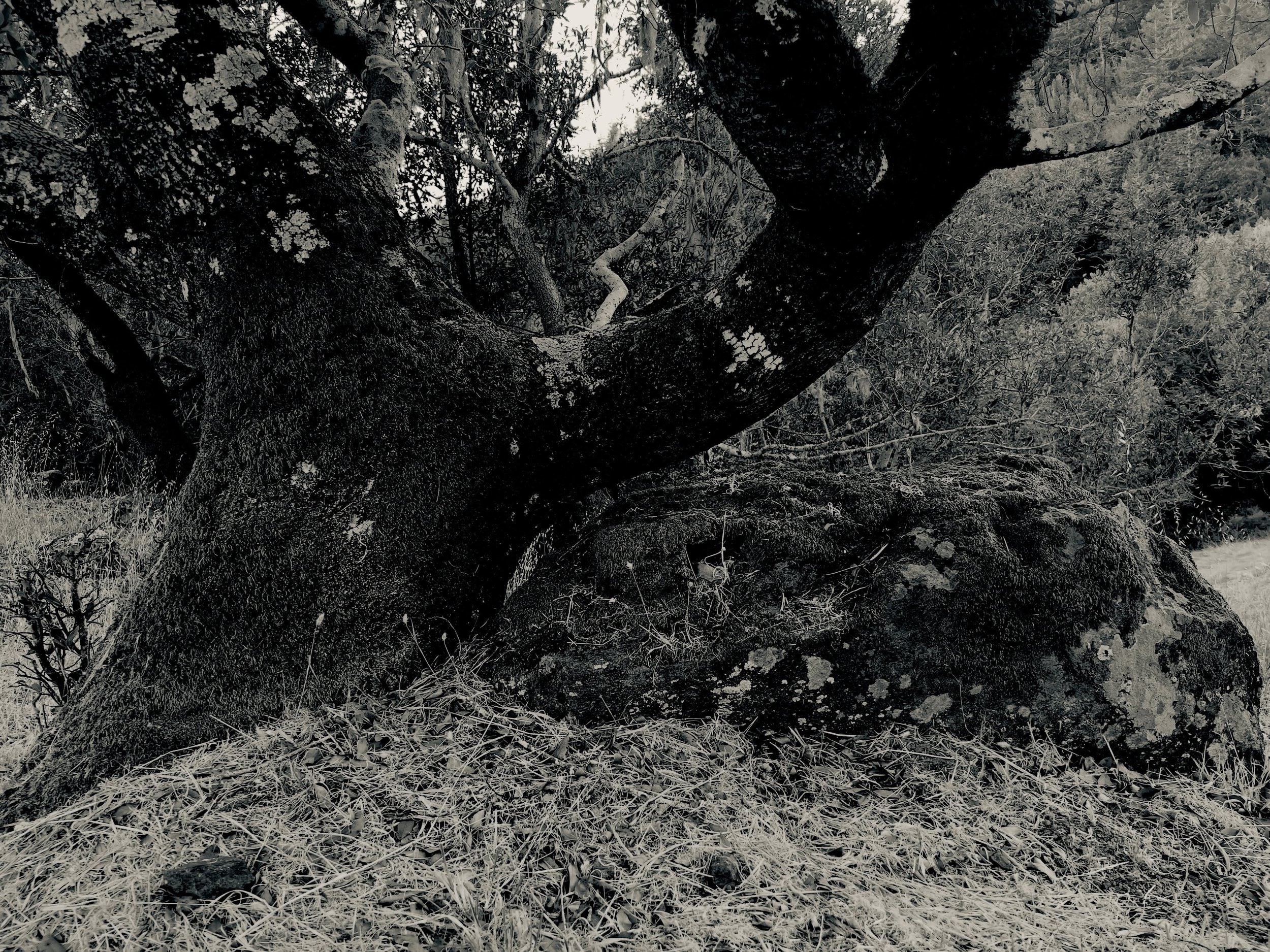 Experienced on a walk from my art studio. #lifeofanartist #getoutsideandexplore #creativeinspiration #sherrisilvermanphotography #ihavethisthingwithtrees